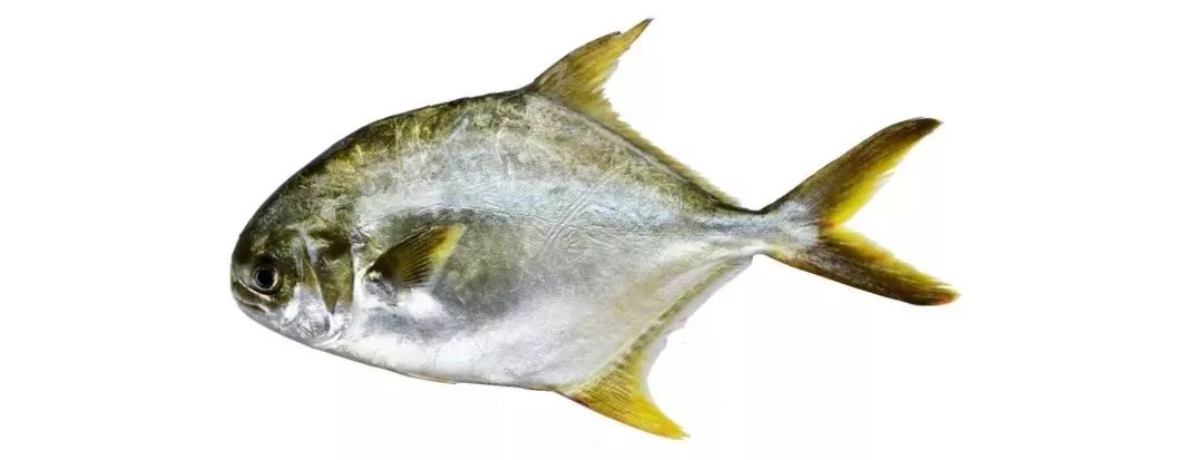 不认识这些海鲜，还敢说吃遍三亚？“三亚发布”能查海鲜限价哦～