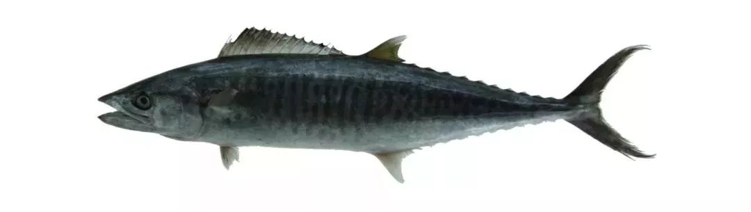 不认识这些海鲜，还敢说吃遍三亚？“三亚发布”能查海鲜限价哦～