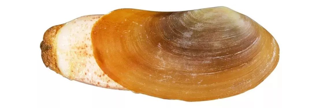 不认识这些海鲜，还敢说吃遍三亚？“三亚发布”能查海鲜限价哦～