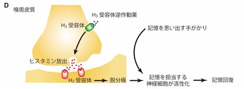 日本记忆力恢复药物,日本恢复剂