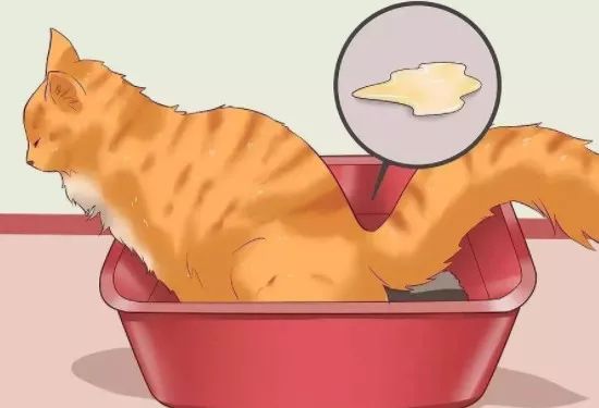 猫咪便秘吃肠道处方粮,猫咪便秘按摩肚子手法