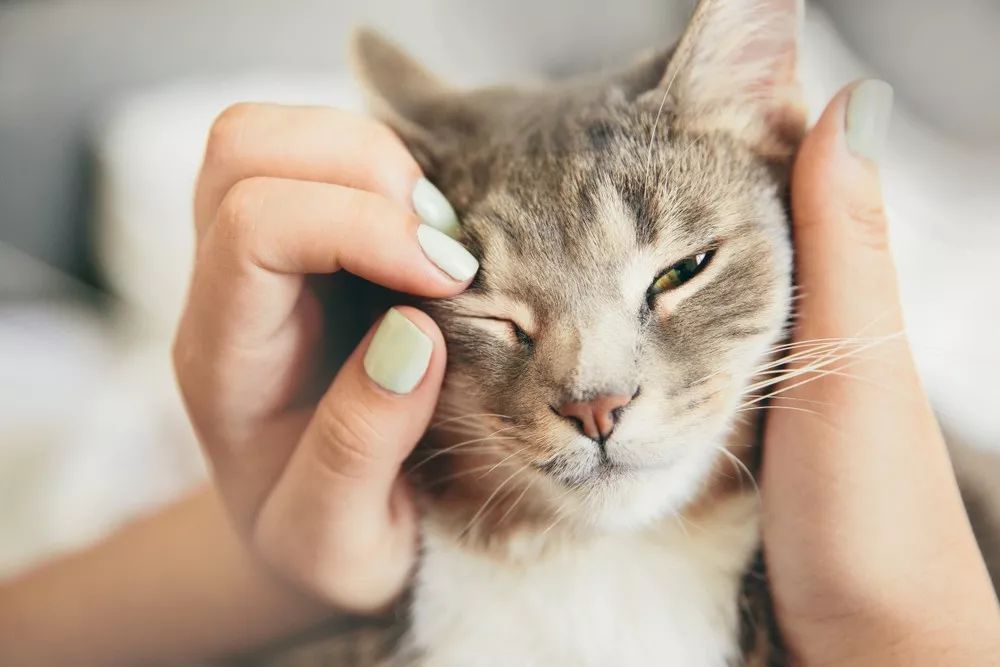 猫狗弓形虫是怎么传染给人的,弓形虫会通过猫传染给狗吗