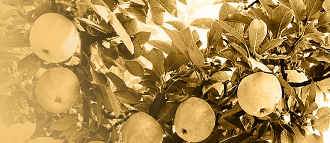 这所以“五一”命名的小学,究竟与劳动有哪些不解之缘?