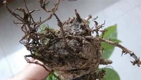 1个洋葱丢盆里，花朵砰砰开，一下能变2个头，省钱了！