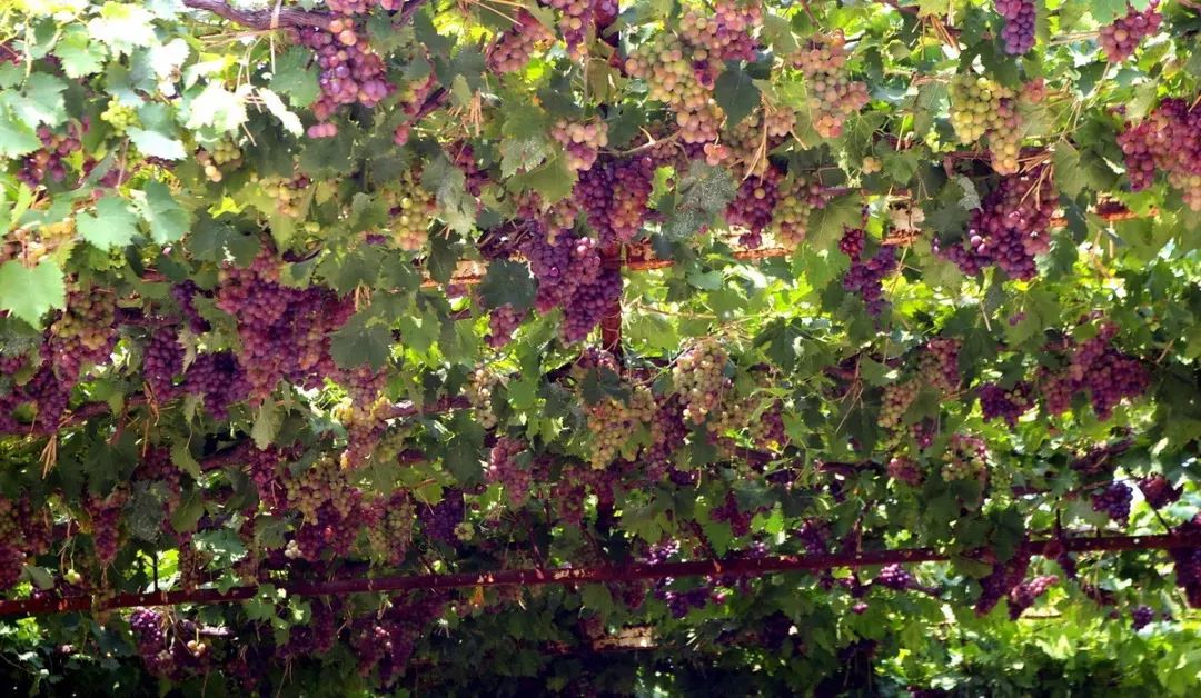 河北省九大风景区排名图,河北9大风景区