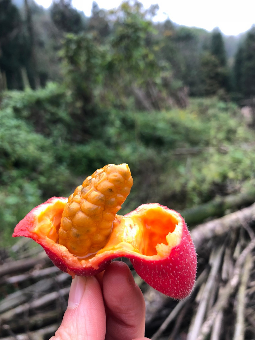 在世外桃源做傻子