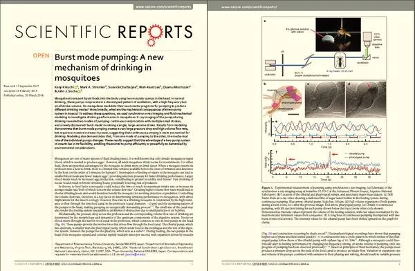 蚊子是怎么形成的全过程,蚊子十大鲜为人知的科学事实