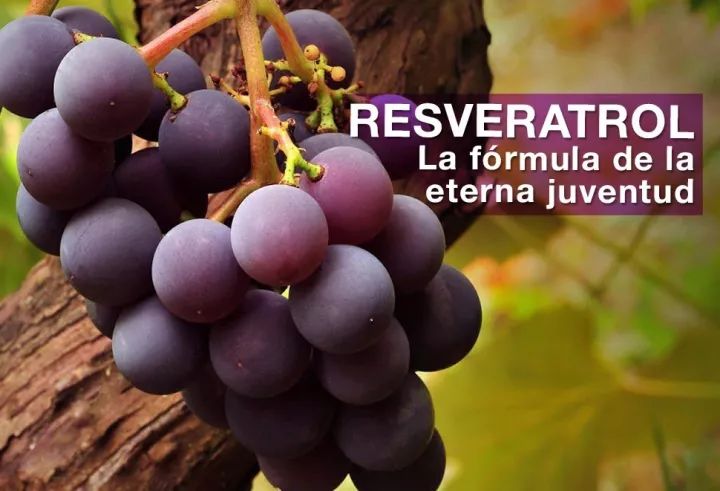 “神药白藜芦醇”，有何奇效？