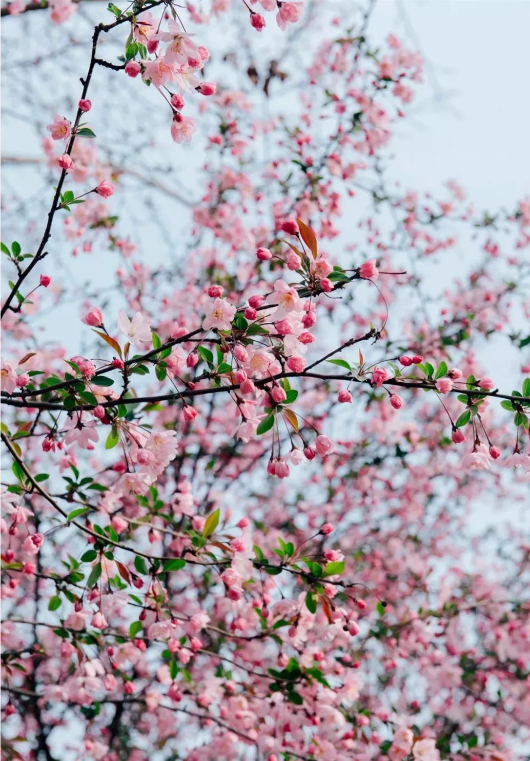 郑州市长向世界发出邀请,郑州向全球招才引智