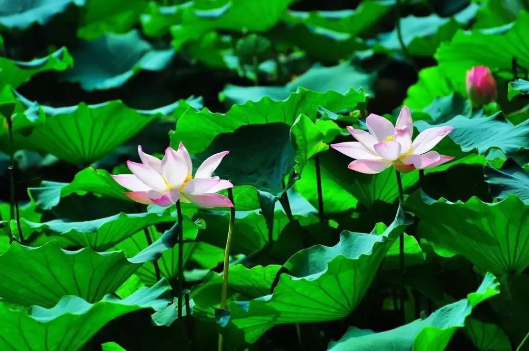 郑州欢迎你2018,2020郑州招才引智大会