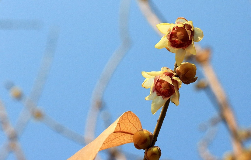 鄢陵中原花木博览会门票,鄢陵中原花木博览园电话