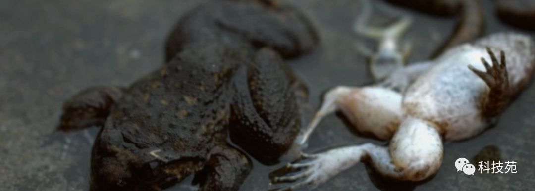 养2万只石蛙投资多少,养石蛙一亩一年能赚多少