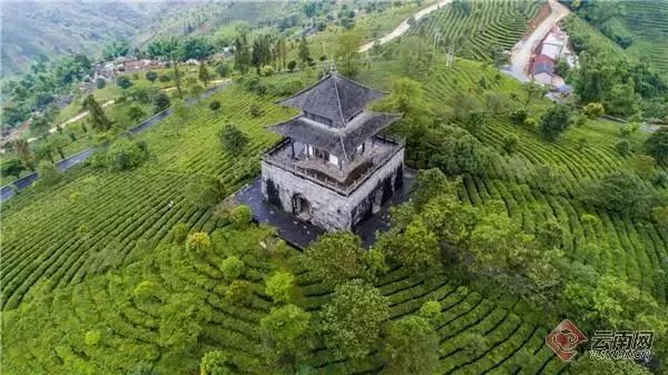 普洱茶获中国农产品声誉十强,勐海普洱茶全国农业品牌榜首