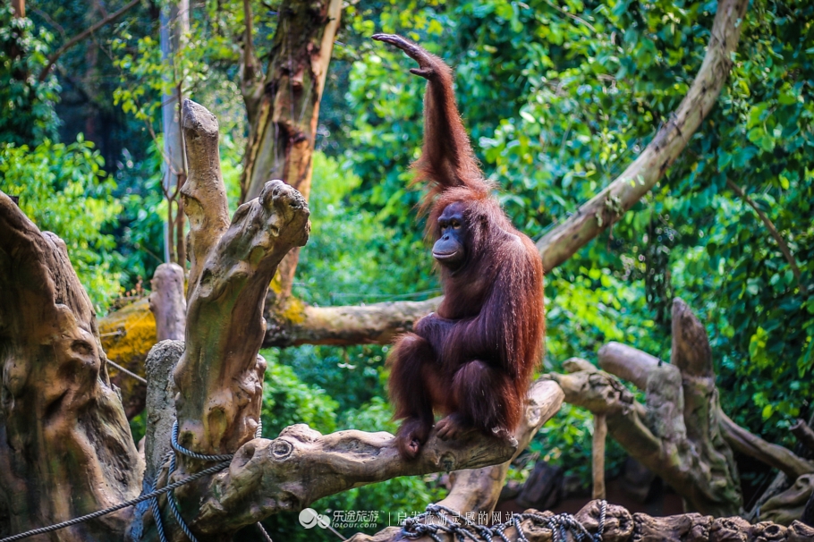 上过综艺的红毛猩猩,红毛猩猩外国综艺