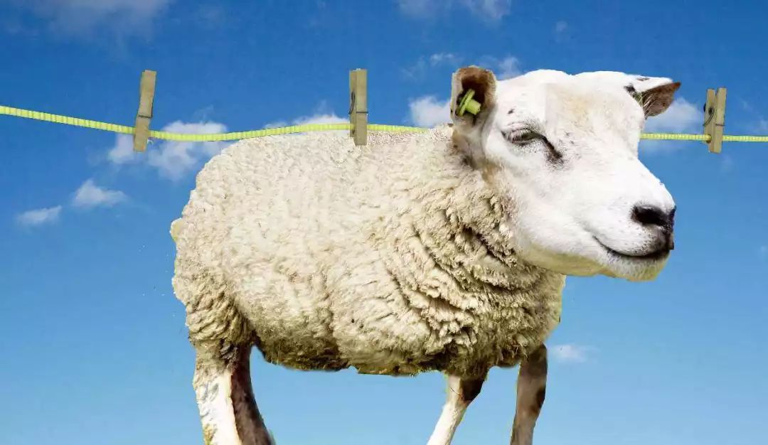 羊毛衫洗缩水了有什么办法恢复,羊毛衫洗缩水了怎么才能恢复原形