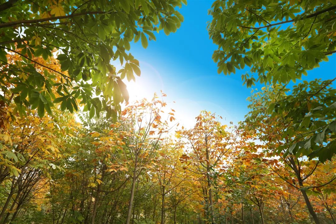 全国第47，全省第3丨陕西国防职院告诉你“啥是佩奇”