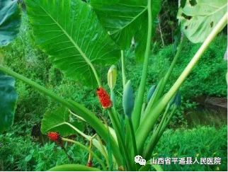 误食野芋头中毒有什么症状,误食芋头