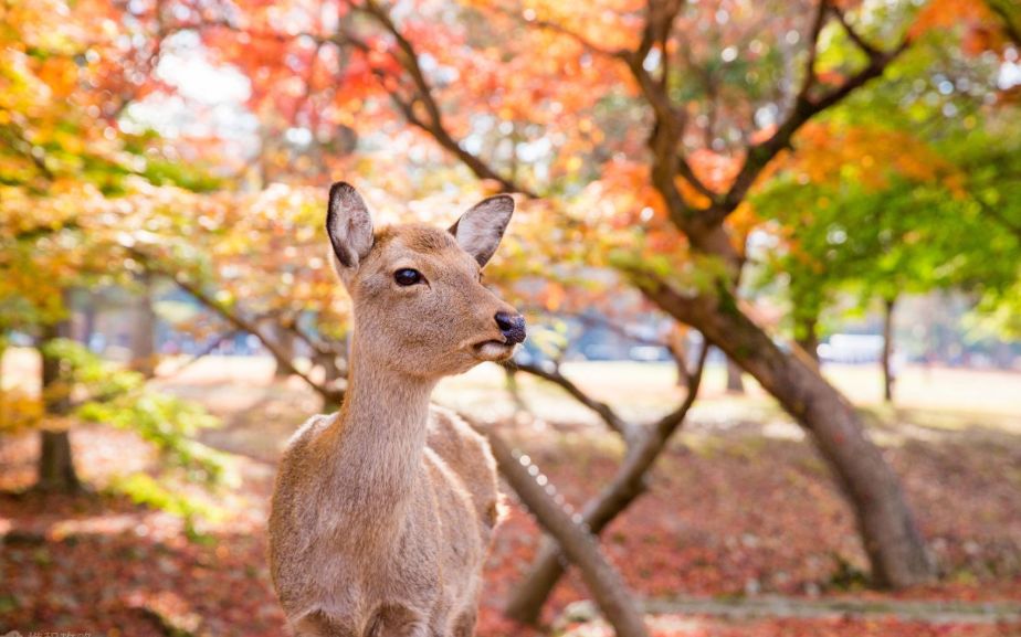 日本大阪旅游团5日游包机票,大阪玩转日本6天5晚跟团游