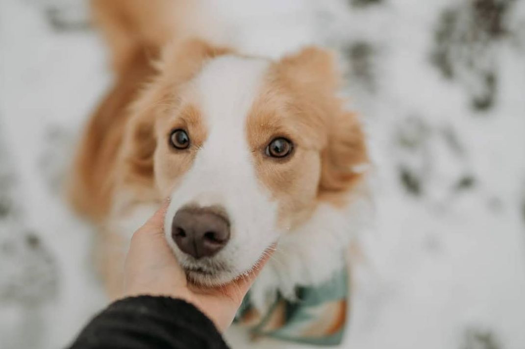 狗眼睛干眼症怎么治,狗得了干眼症怎么办