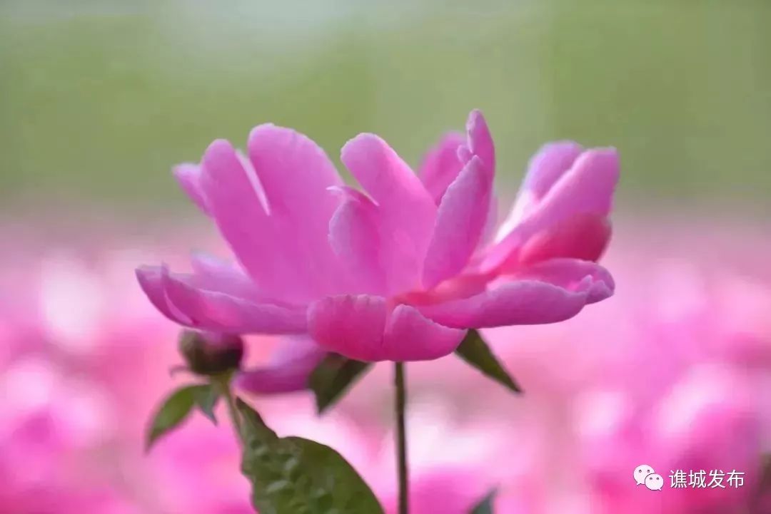 我在亳州你在哪里歌词,我在亳州你在哪里原唱