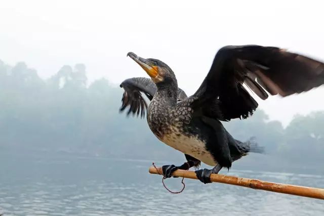 这些网上疯传的照片都是骗人的,你该知道的网络疯传的假照片