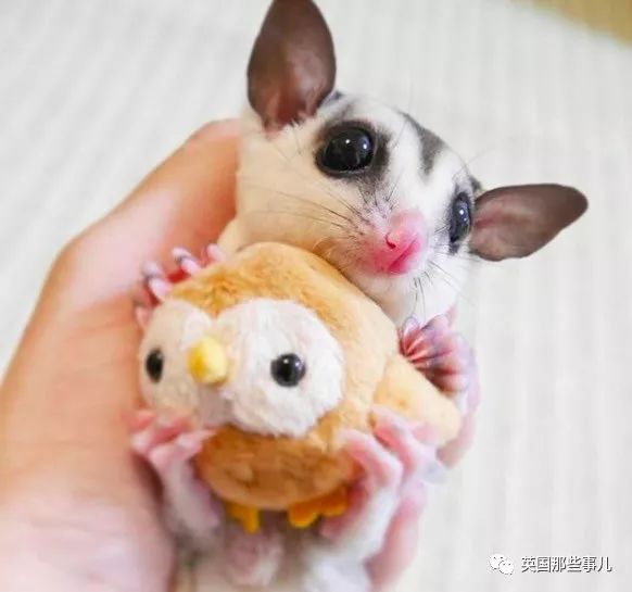 野生大熊猫凶残的一面蜜袋鼯,蜜袋鼯和龙猫哪个寿命比较长