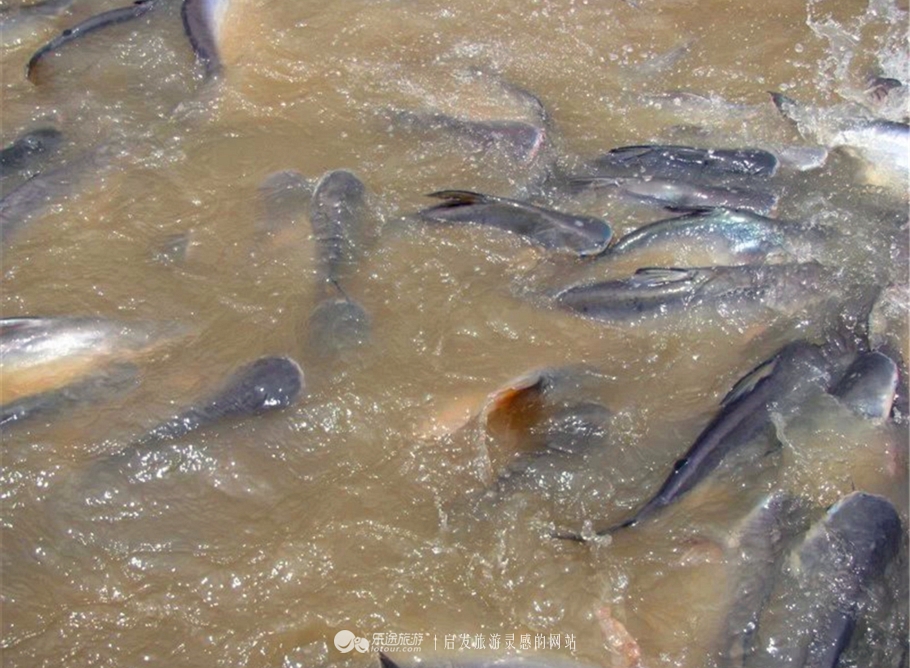 發泰泰泰国餐厅,泰泰發-泰国大排档