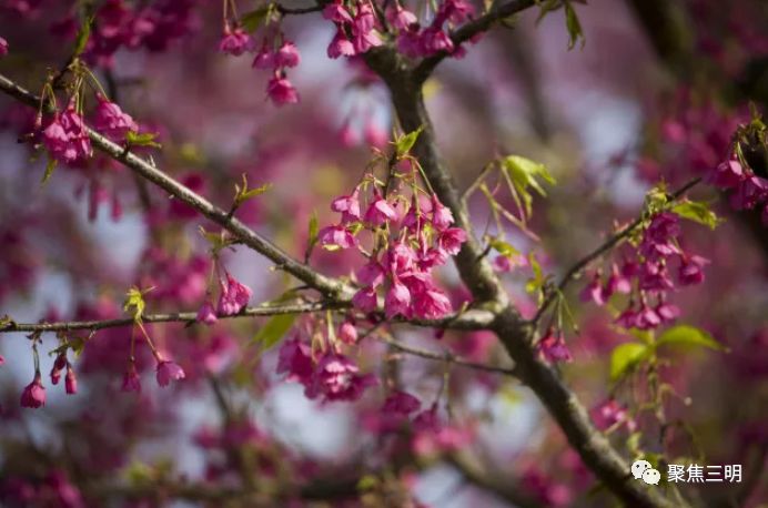 福建三明看樱花的地方,三明樱花在哪里