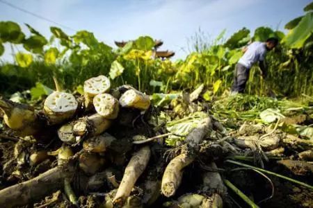 种植一亩藕能挣多少钱,塘内种藕一亩多少收入