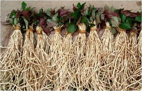 贵州的折耳根是什么味道,贵阳不吃折耳根还有什么好吃的