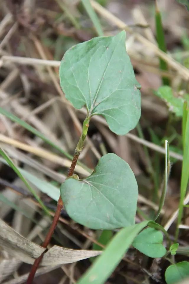 贵阳不光折耳根还有很多美食,贵阳美食里有特色米饭