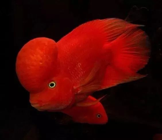 停电了鱼缸怎么办,底部过滤鱼缸停电了水倒流怎么办