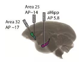 酪氨酸可以缓解焦虑吗,谷氨酸的治疗作用