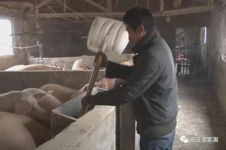 农民杀猪得猪宝价值300万,杀猪取出猪宝价值300万