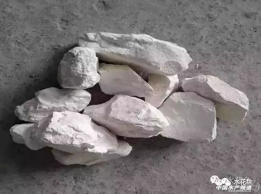 生石灰能治哪几种鱼病,鱼病了不开口怎么办