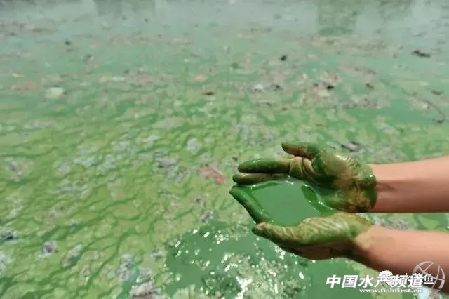 生石灰能治哪几种鱼病,鱼病了不开口怎么办