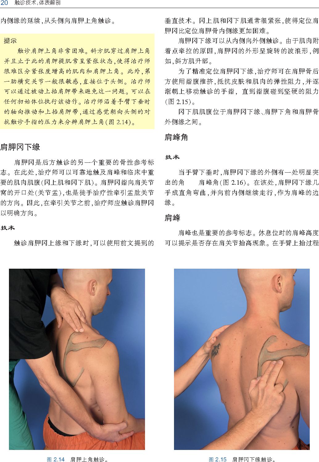 好书推荐｜《触诊技术》——李哲人体科学团队——开年首发
