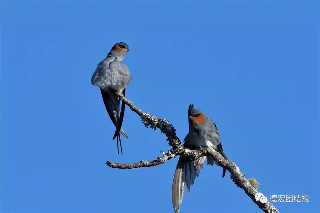 春天真的来了，这群鸟在瑞丽户瓦山大秀恩爱！