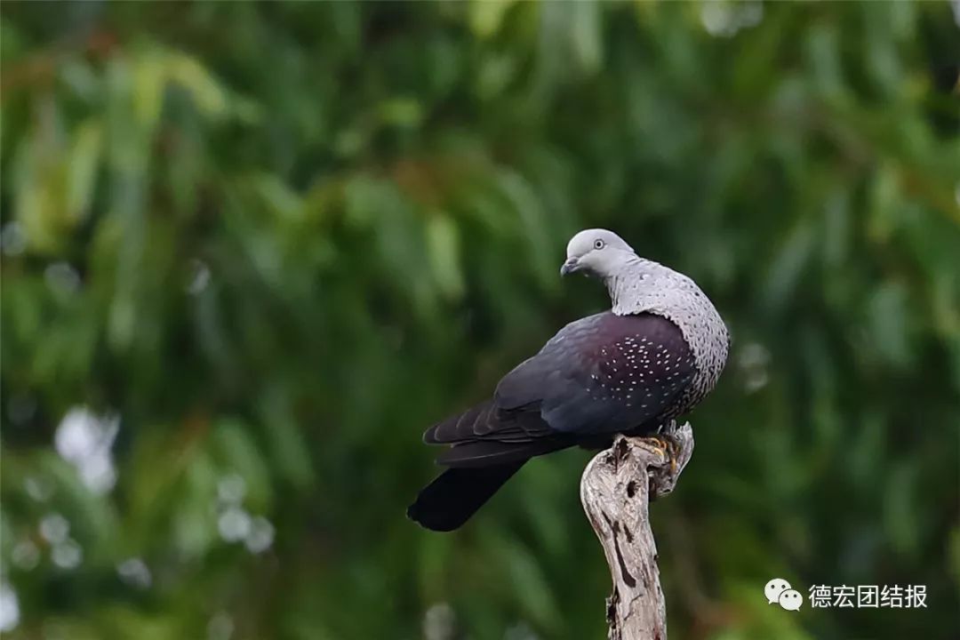 春天真的来了，这群鸟在瑞丽户瓦山大秀恩爱！