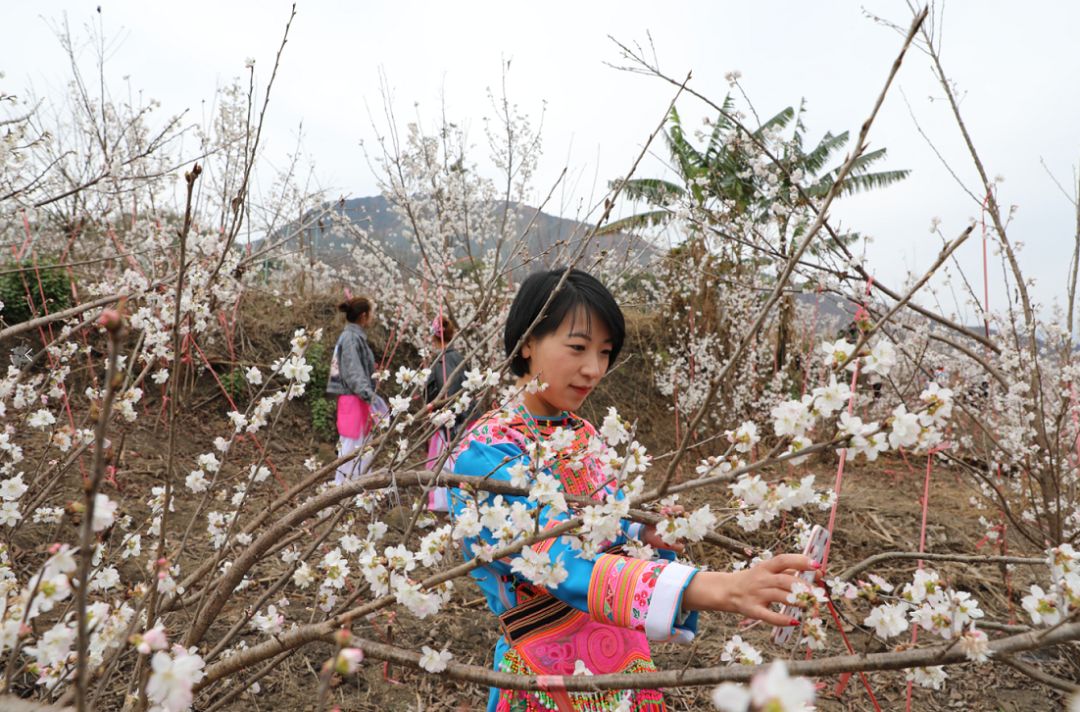 发耳镇樱桃花航拍视频出炉！敢不敢来行一场飞花令？开始！