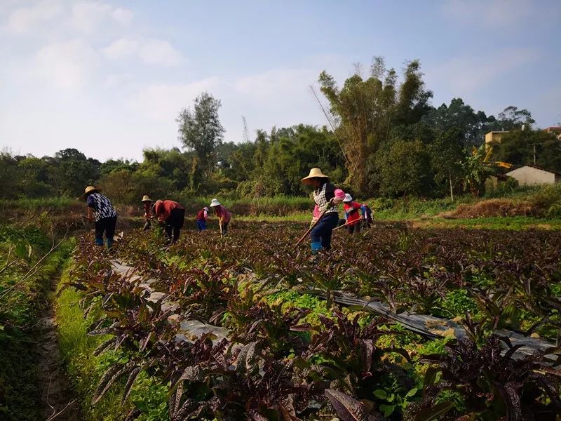 放弃高薪回村卖农产品,芋苗大规模种植