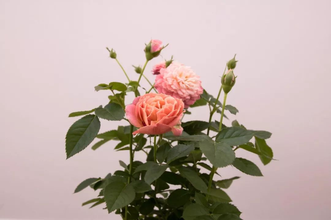 教师节感念师恩的诗句,教师节感念师恩800字