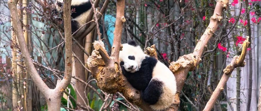 留在成都的理由,留在成都的100个理由