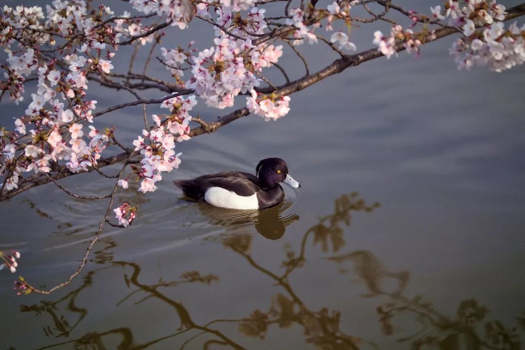夜话丨听，这是春天的声音