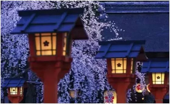 2019年日本樱花季日程表小众赏樱攻略！