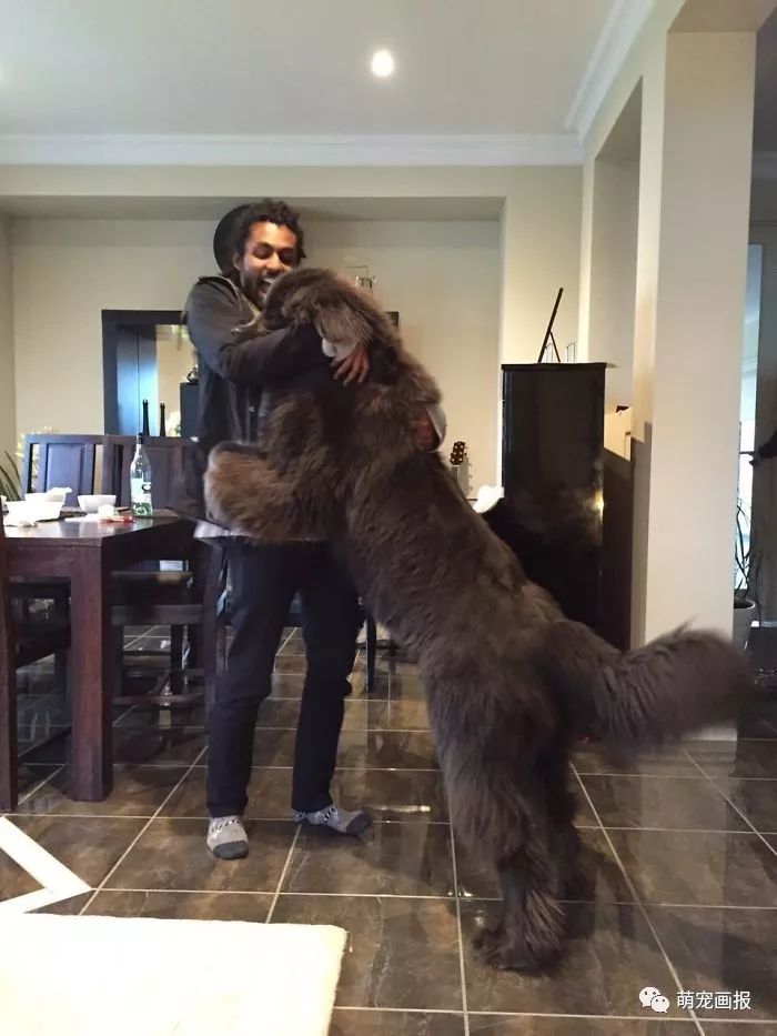 家里有一只大块头纽芬兰犬，是怎样的一种体验？