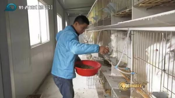 可爱到晕倒的兔兔表情包,长毛兔表情包