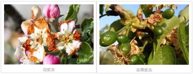 农作物倒春寒的补救措施,倒春寒来了注意防寒保暖