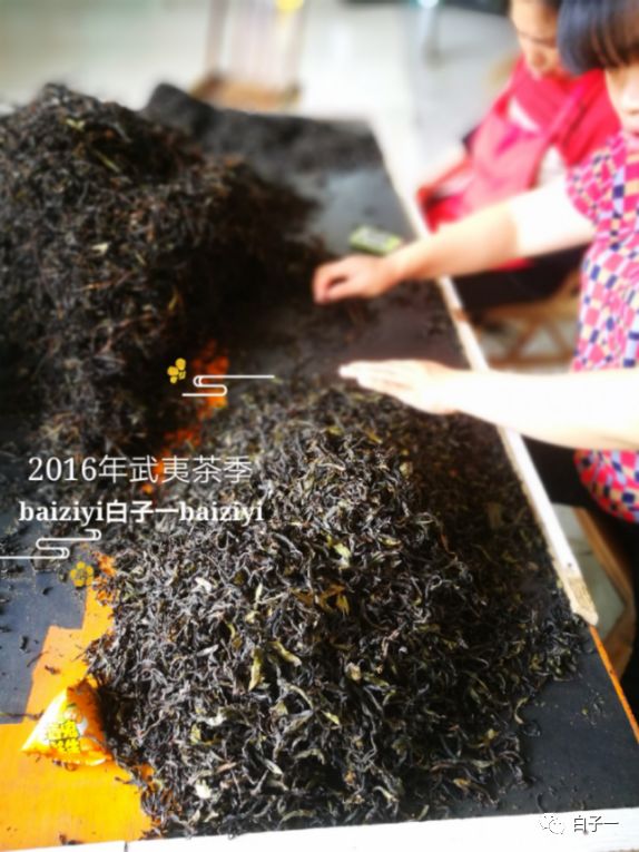 「子一茶课堂」茶里的黄片到底是什么？