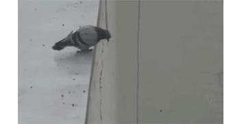 作为内蒙人,山羊这么牛的生物,竟然不了解?